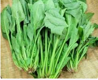 Cải bó xôi - Hải Anh