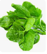 Mồng tơi - Hải Anh