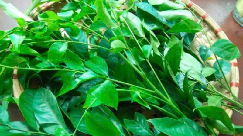 Lá móc mật