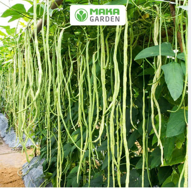 ĐẬU ĐŨA