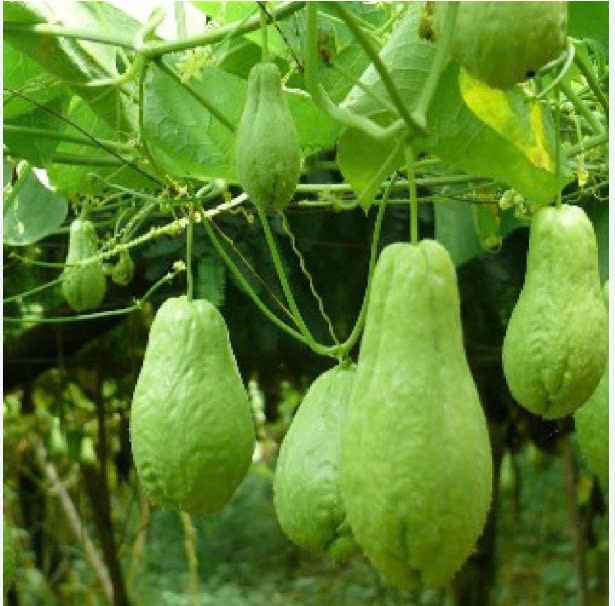 QUẢ SU SU