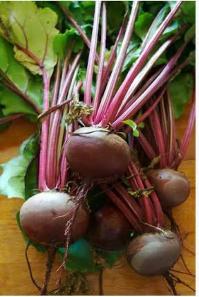 CỦ DỀN ĐỎ