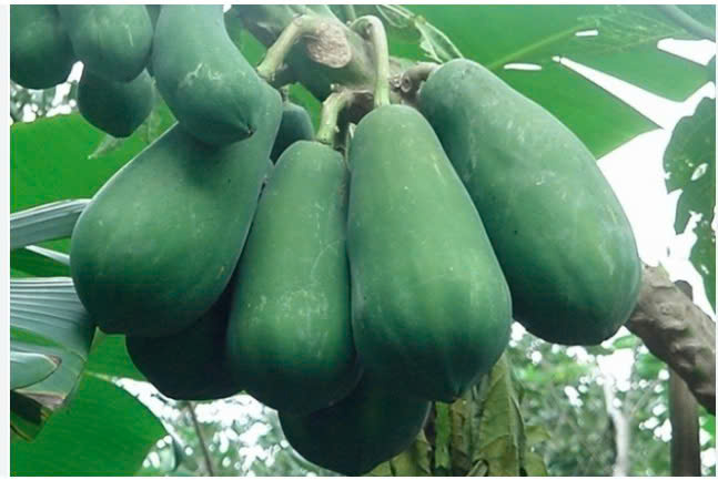 ĐU ĐỦ XANH