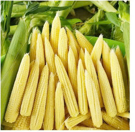 NGÔ BAO TỬ