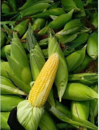 NGÔ NGỌT