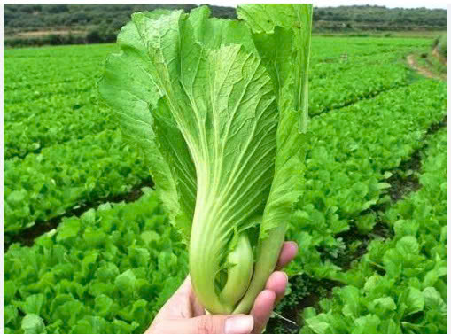CẢI BẸ XANH