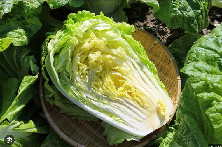 CẢI THẢO