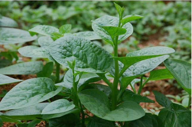 RAU MỒNG TƠI