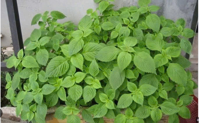 RAU KINH GIỚI