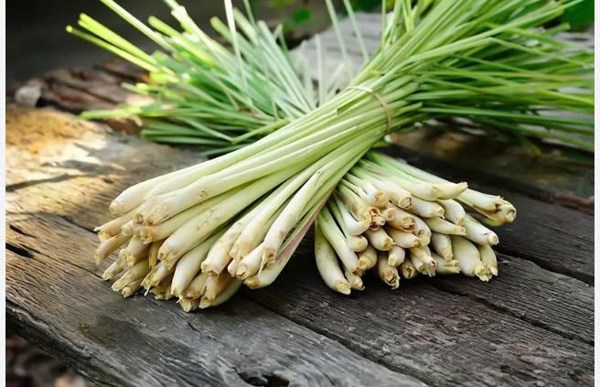 CỦ SẢ
