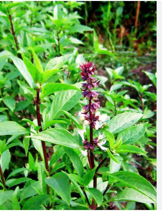 HÚNG QUẾ ( HÚNG CHÓ)