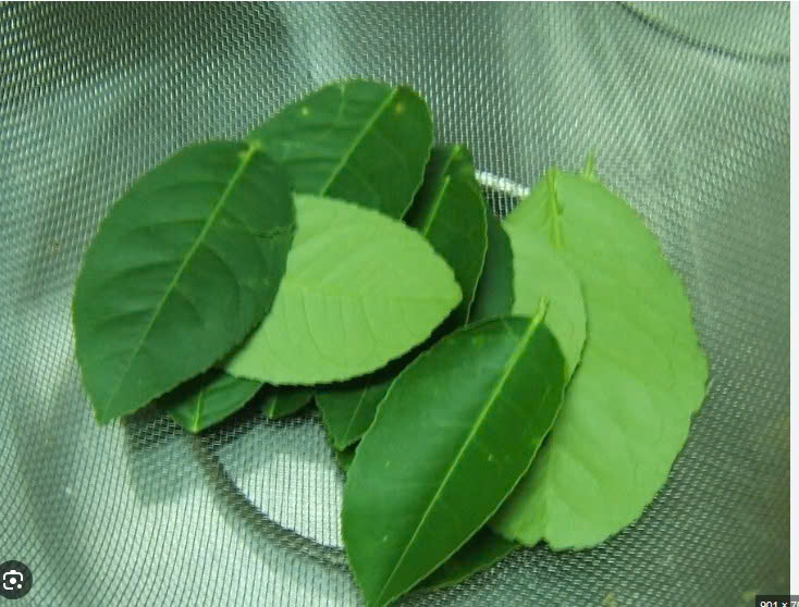 LÁ CHANH