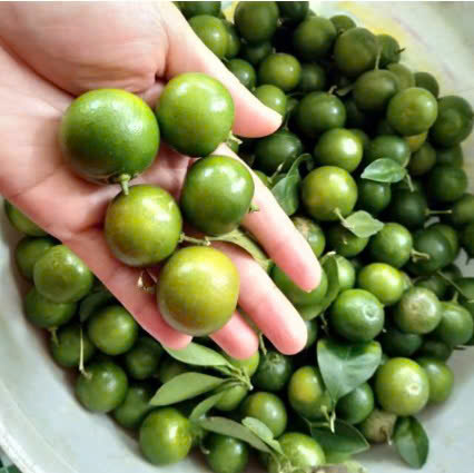 QUẢ QUẤT XANH