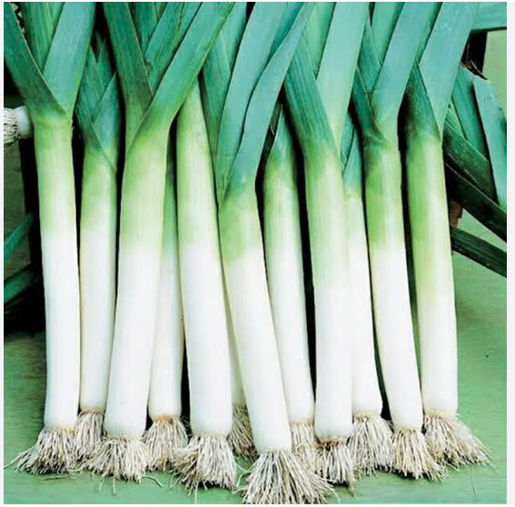 TỎI TÂY
