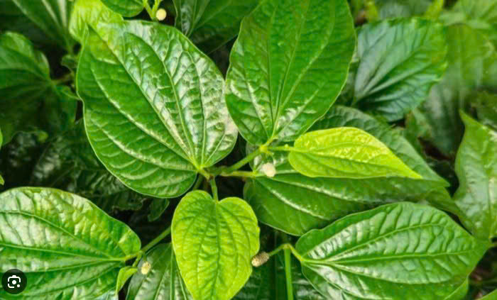 LÁ LỐT
