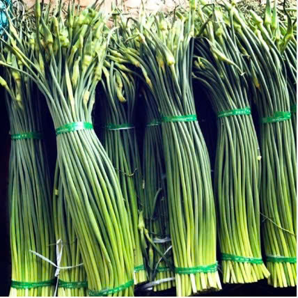 NGỒNG TỎI