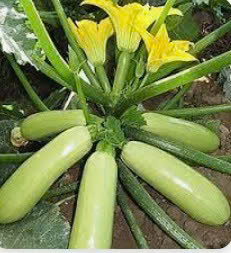 BÍ NGÒI TRẮNG