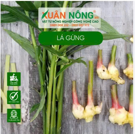 LÁ GỪNG