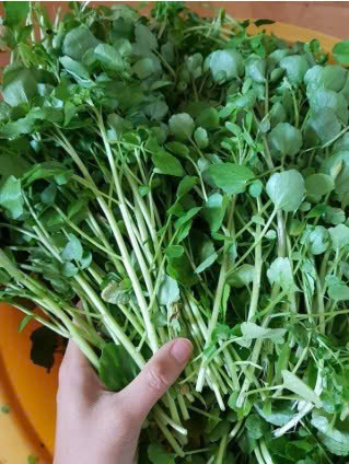 CẢI XOONG