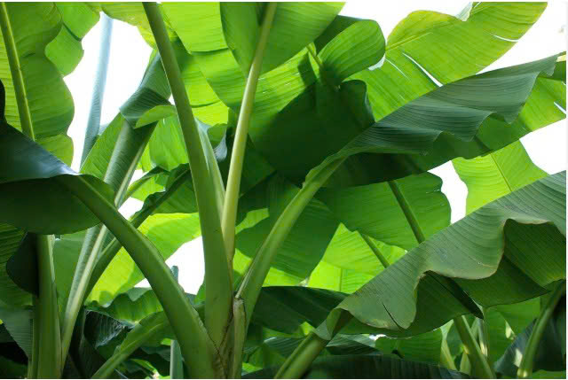 LÁ CHUỐI