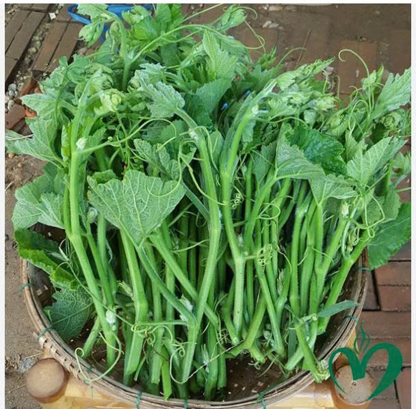 NGỌN RAU BÍ