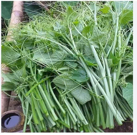 NGỌN SU SU