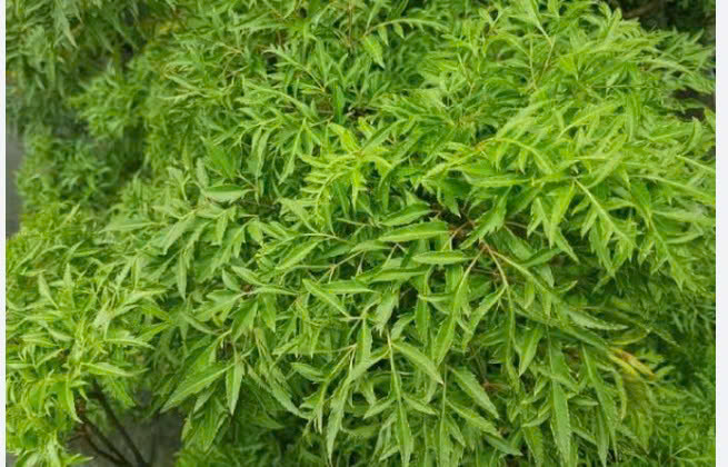 LÁ ĐINH LĂNG