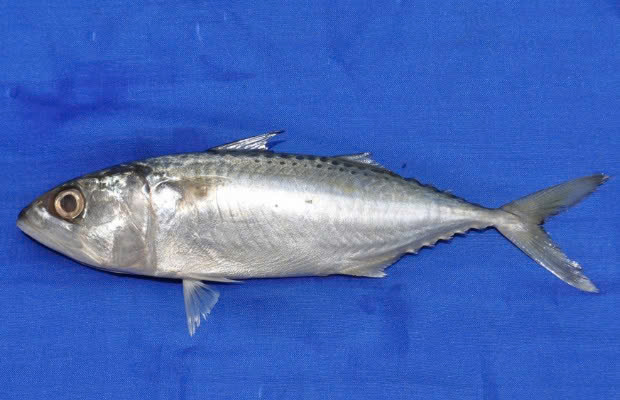 CÁ BẠC MÁ