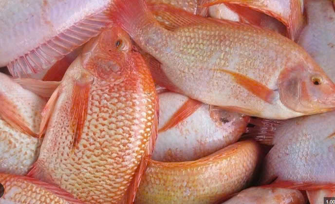 CÁ HỒNG