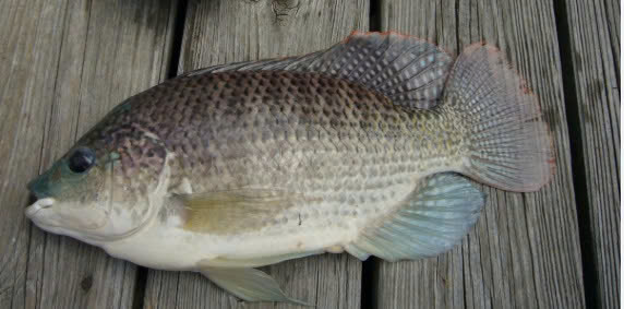 CÁ RÔ PHI
