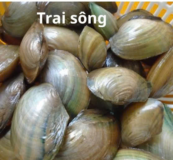 CON TRAI NƯỚC NGỌT