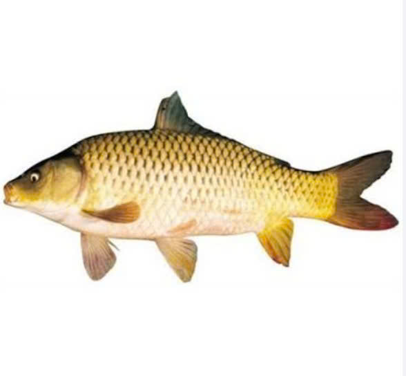 CÁ CHÉP