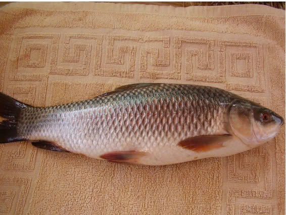 CÁ TRÔI