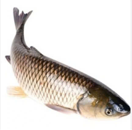 CÁ TRẮM