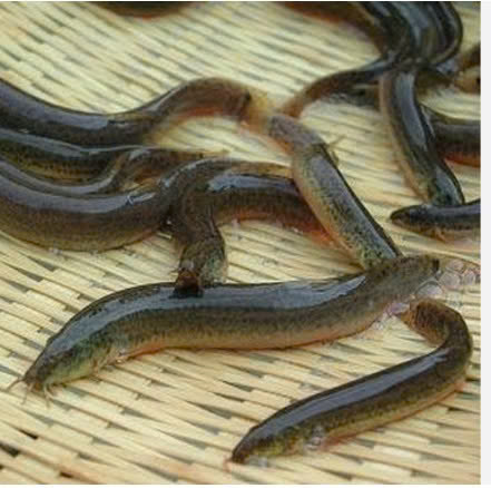 TRẠCH ĐỒNG