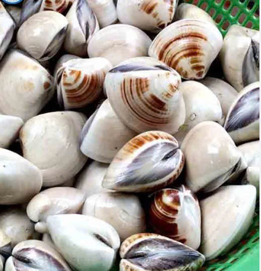 NGAO TRẮNG