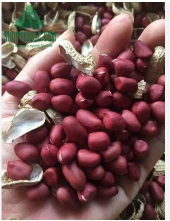 LẠC NHÂN ĐỎ
