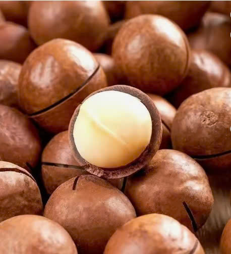 HẠT MẮC CA