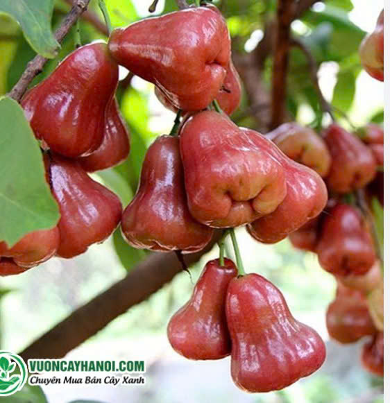 QUẢ ROI