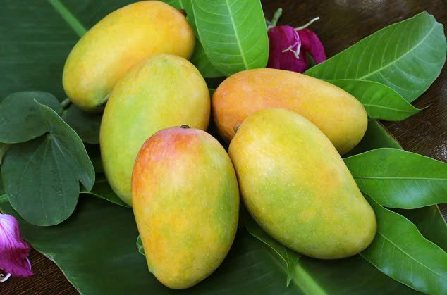 QUẢ XOÀI
