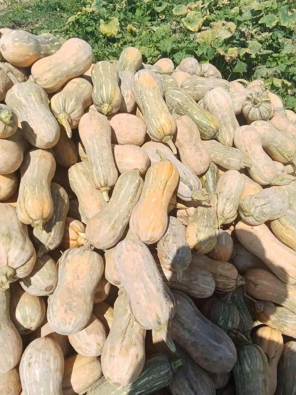 Bí đỏ