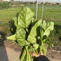 Cải bó xôi