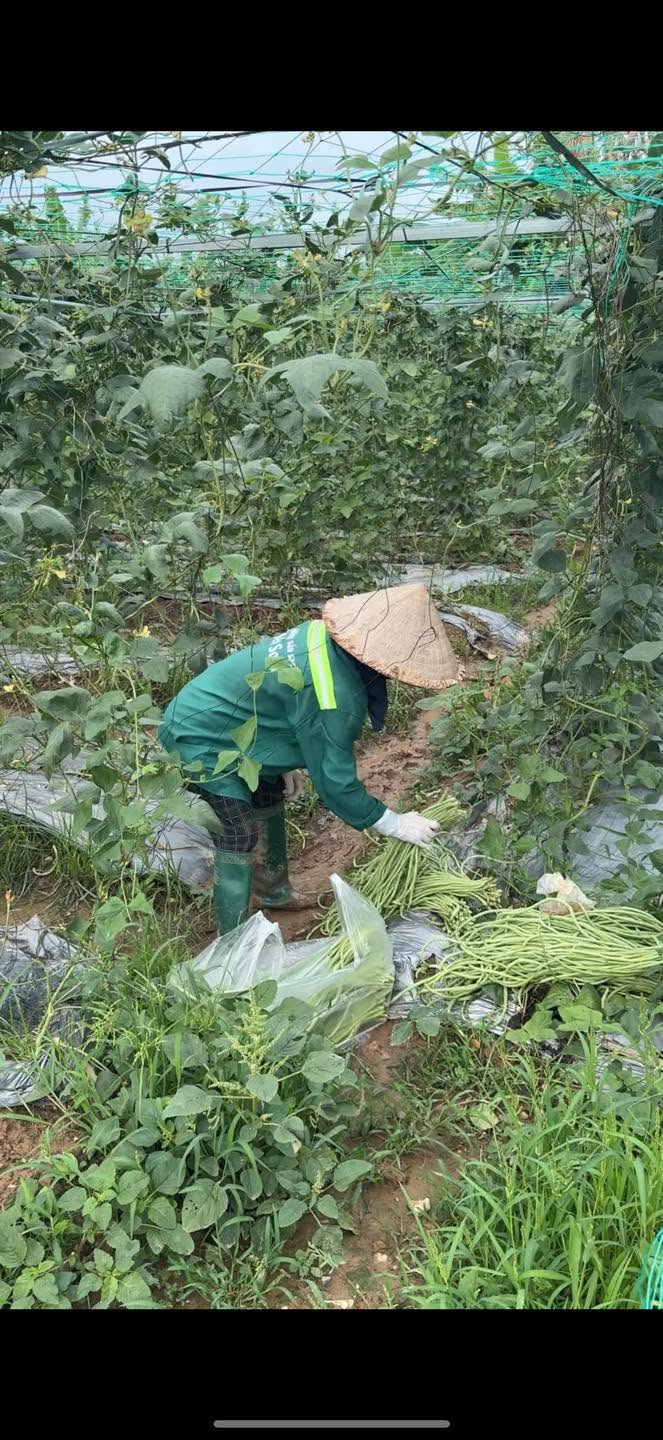 Đậu đũa