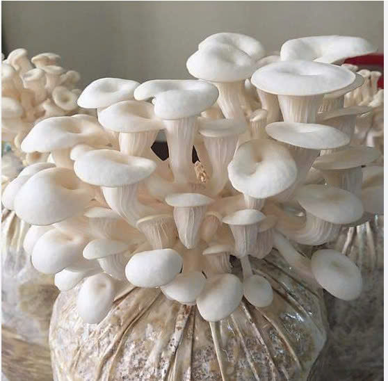 NẤM SÒ TRẮNG