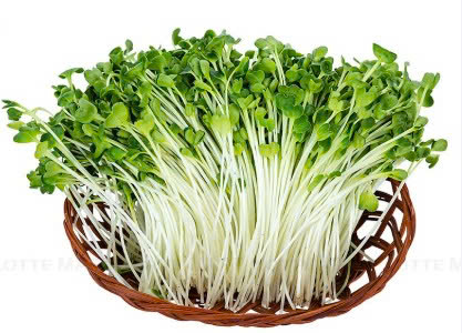 CẢI MẦM TRẮNG