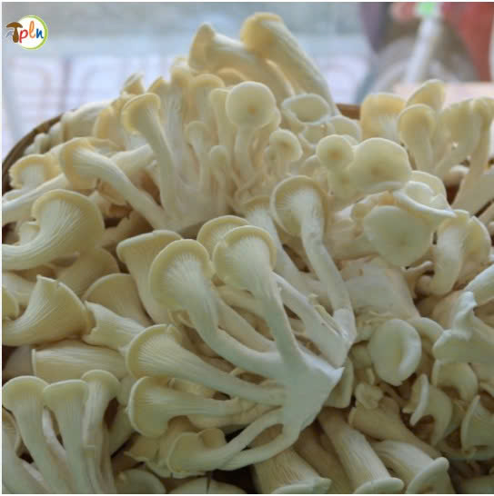 NÁM BÀO NGƯ TRẮNG