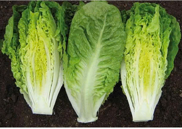 XÀ LÁCH ROMAINE