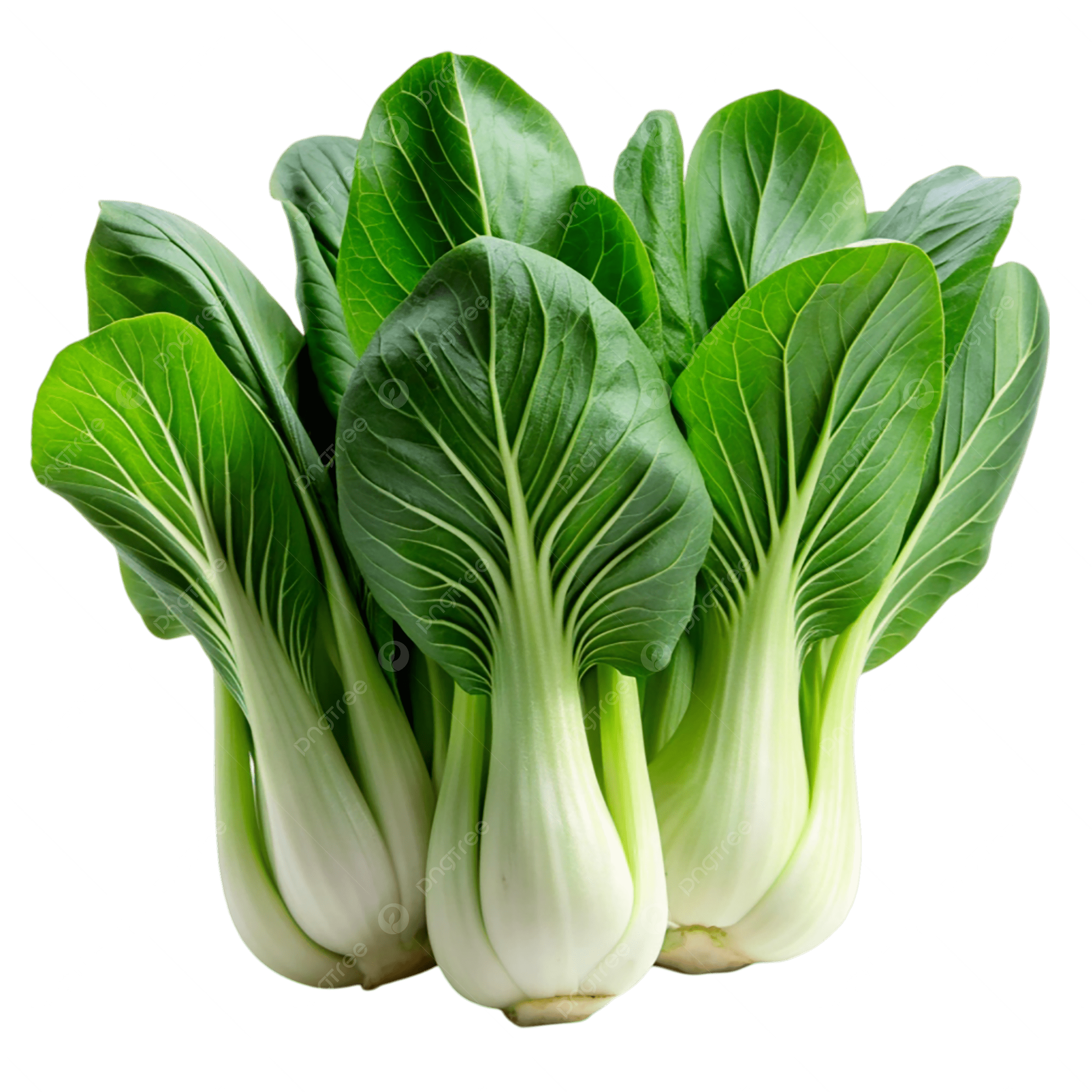 Cải chíp
