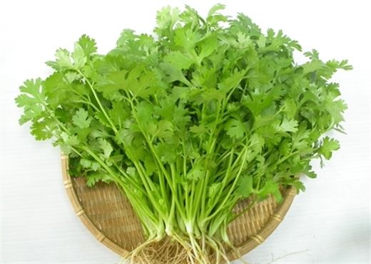 Rau mùi ta