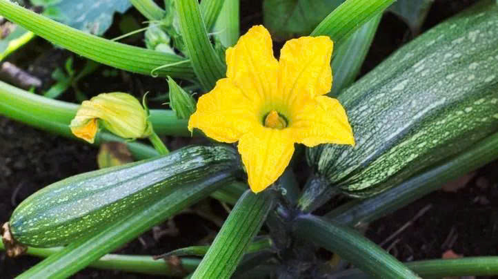 BÍ NGỒI XANH